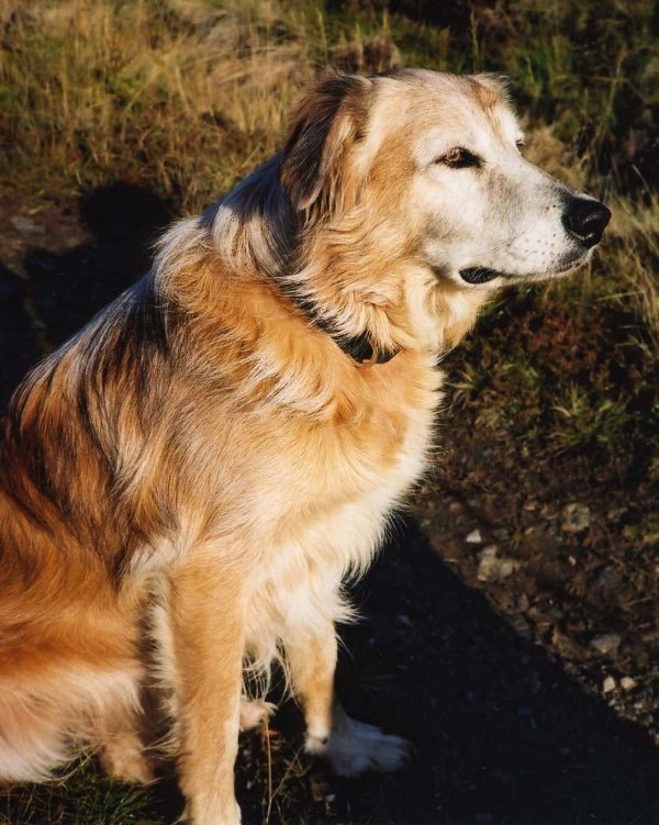 Wolfie the hitch-bagger (photo: Trevor Littlewood)