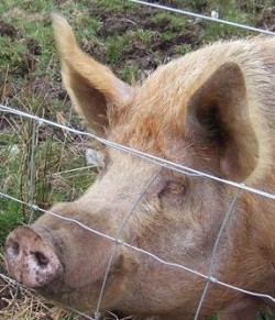 A pig waiting to pounce